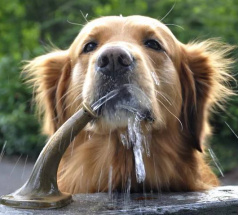 Вода - основа жизни и здоровья собаки.